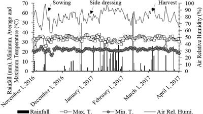 Corn Yield and Phosphorus Use Efficiency Response to Phosphorus Rates Associated With Plant Growth Promoting Bacteria